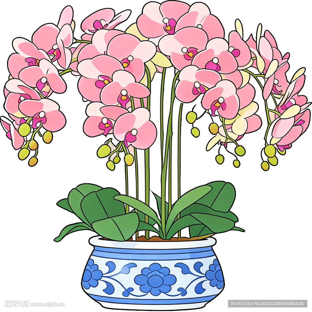 蓝白瓷盆中的粉色蝴蝶兰花