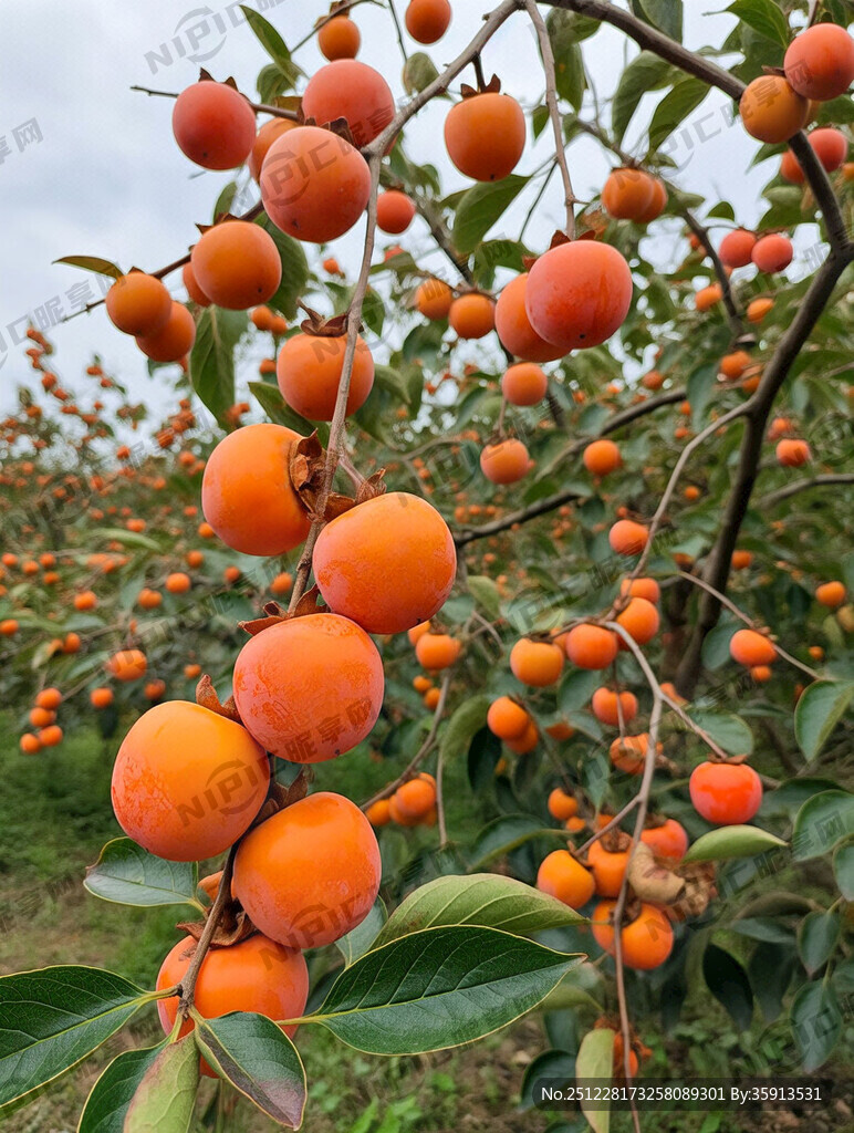 硕果累累的柿子中国画