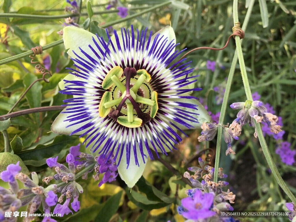 美丽西番莲绽放