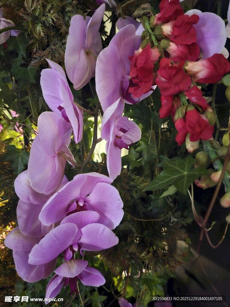 紫色与红色美丽花卉绽放