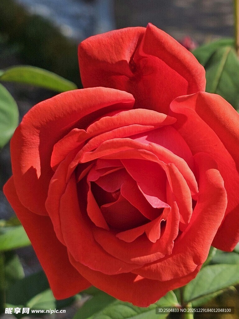 娇艳红玫瑰特写