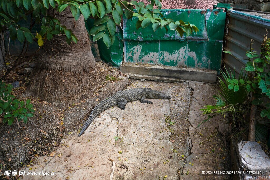 户外墙角处的一只蜥蜴
