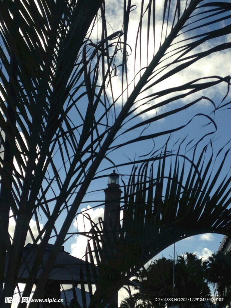 透过棕榈叶看天空