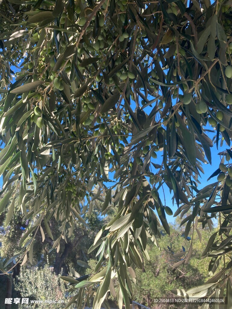 枝叶繁茂的树木