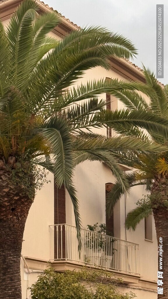 棕榈树旁的欧式建筑