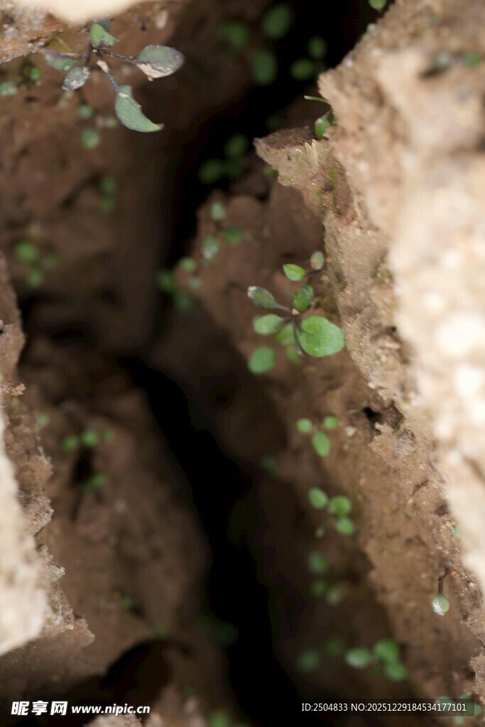 破土而出的嫩绿幼苗