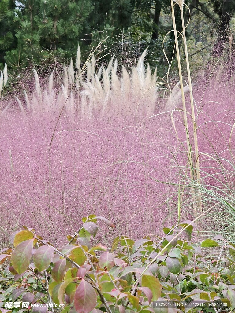 粉白芒草景观