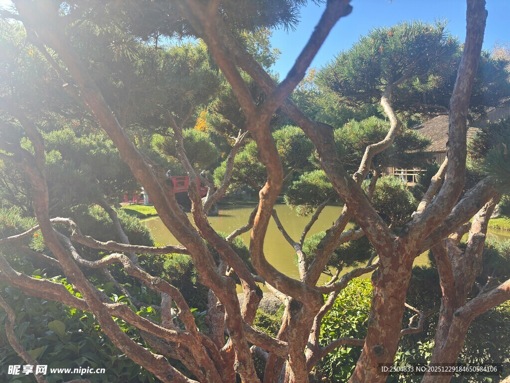 阳光下的虬枝绿植