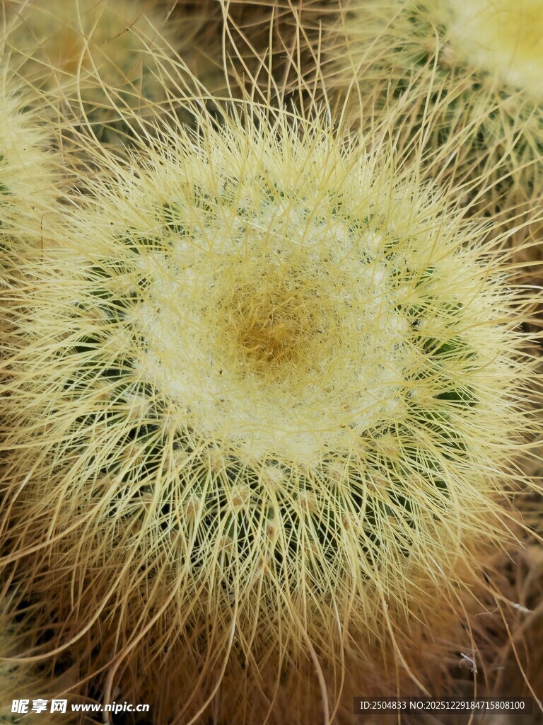 毛茸茸的仙人球特写