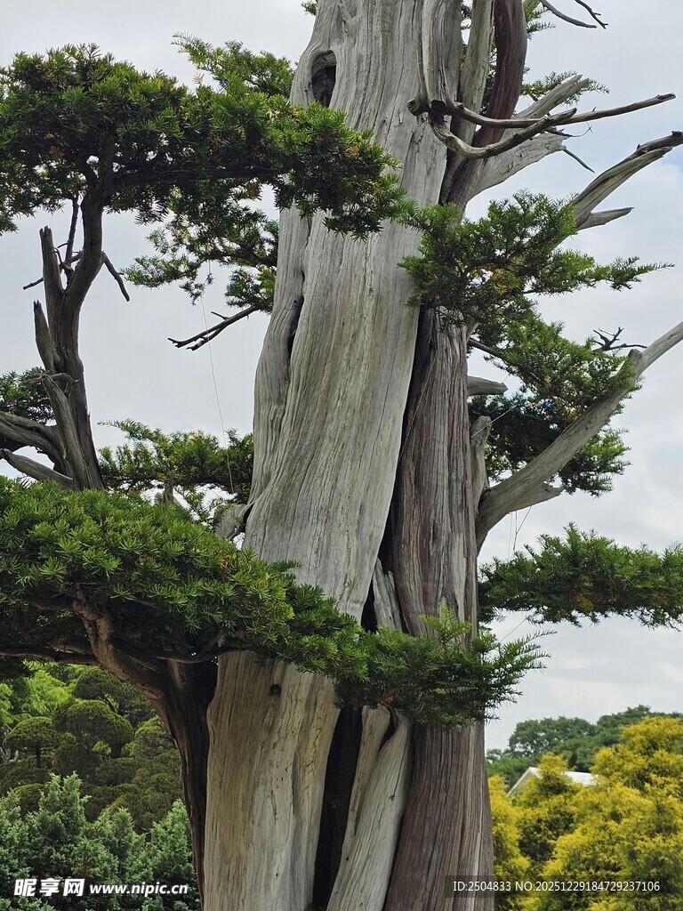 古老苍劲的盆景树