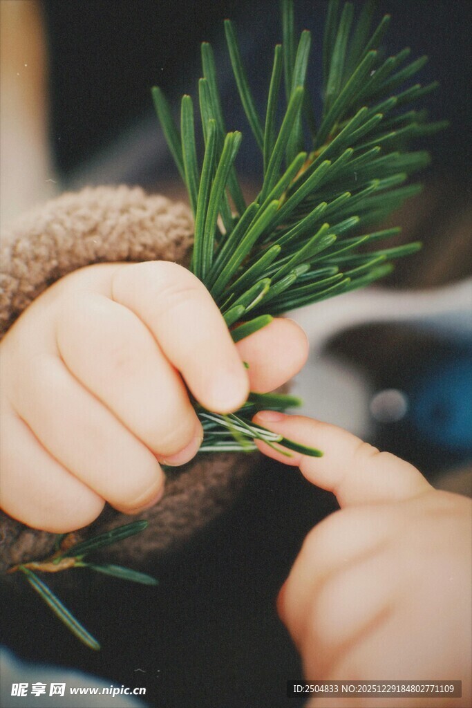 手与松枝的温馨互动