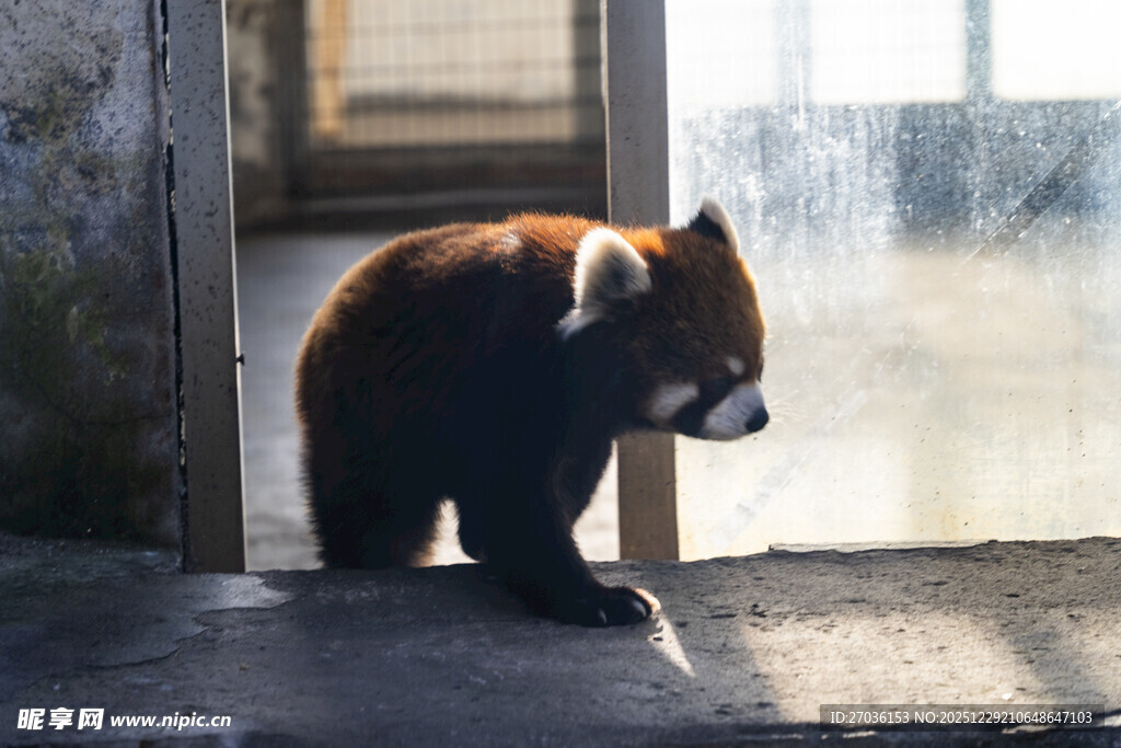 小熊猫于门口处的身影