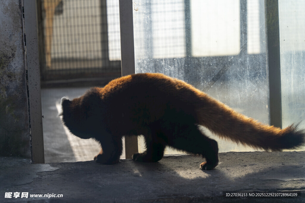 小熊猫在室内行走