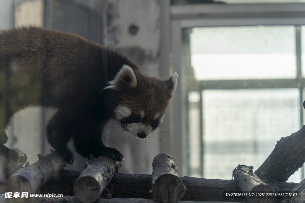 小熊猫在室内攀爬设施上