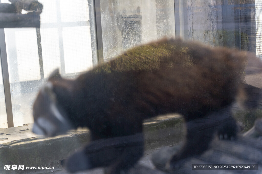 小熊猫在室内活动