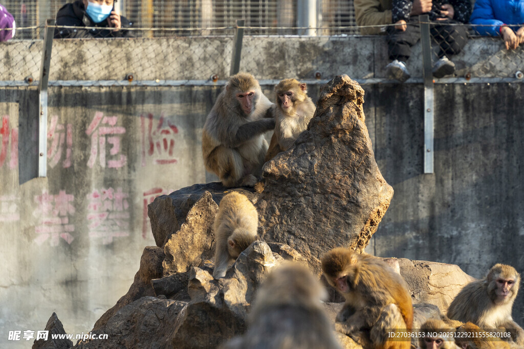 猴群于岩石上嬉戏场景
