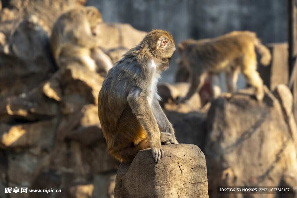 岩石上的猕猴群