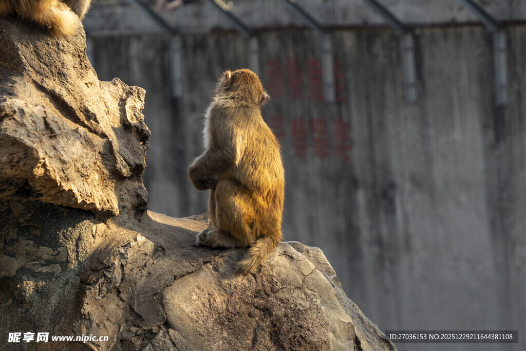 岩石上独坐的猴子