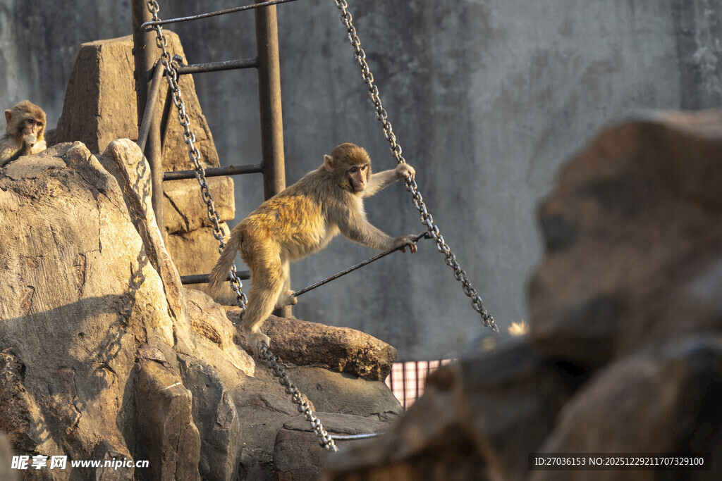 猴群在围栏旁活动场景