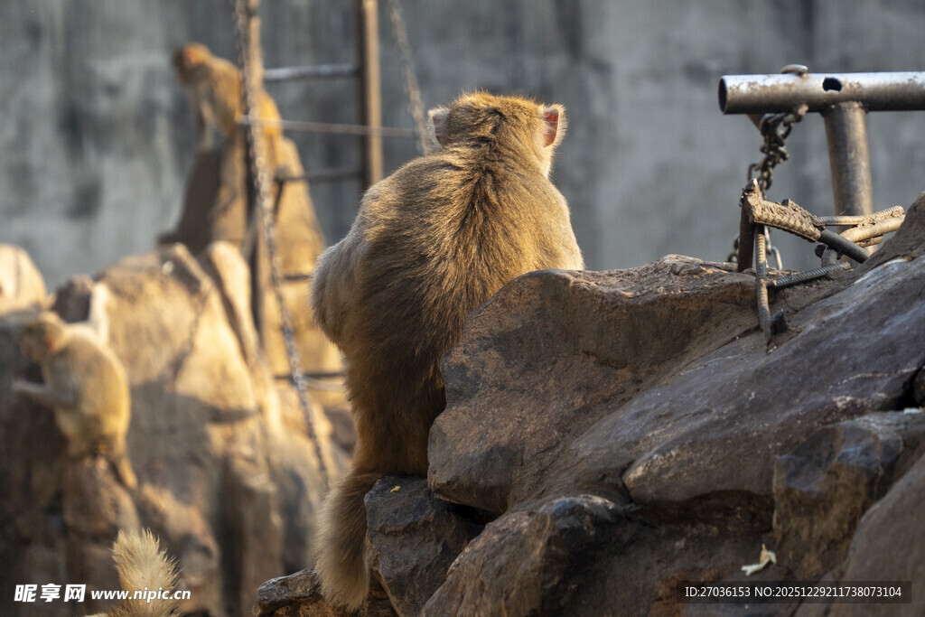 岩石上的警觉松鼠