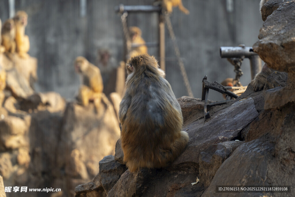 岩石上的猴子群