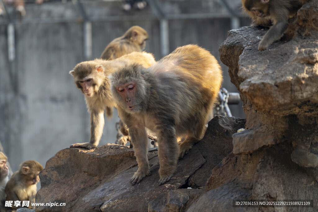 岩石上的猕猴群