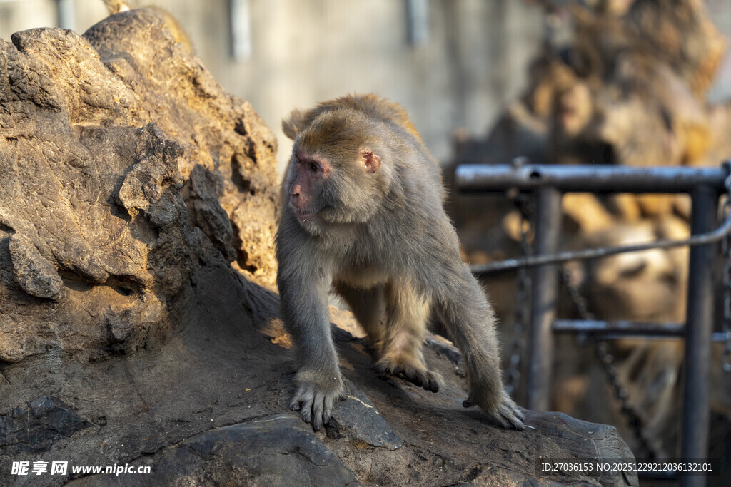 岩石上的猴子