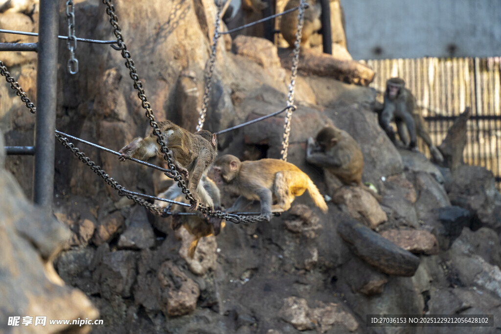 被困于石堆中的小动物