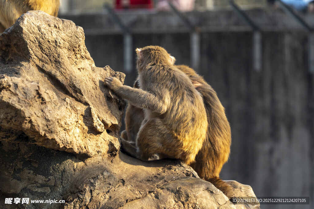 岩石上休憩的几只猴子