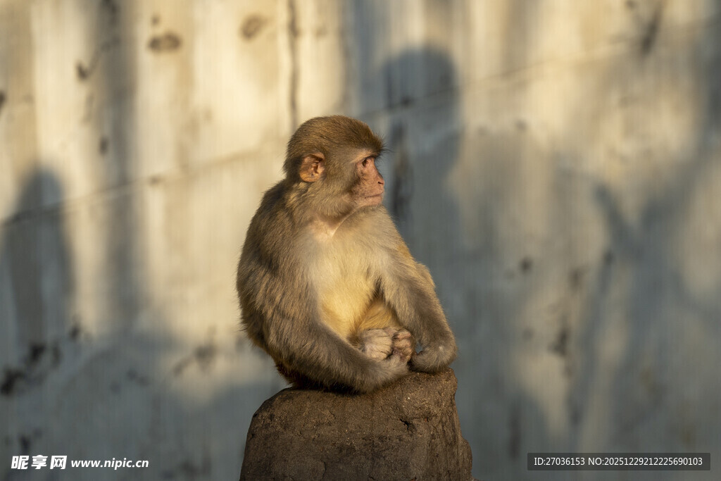 石上猴子母子温馨一刻