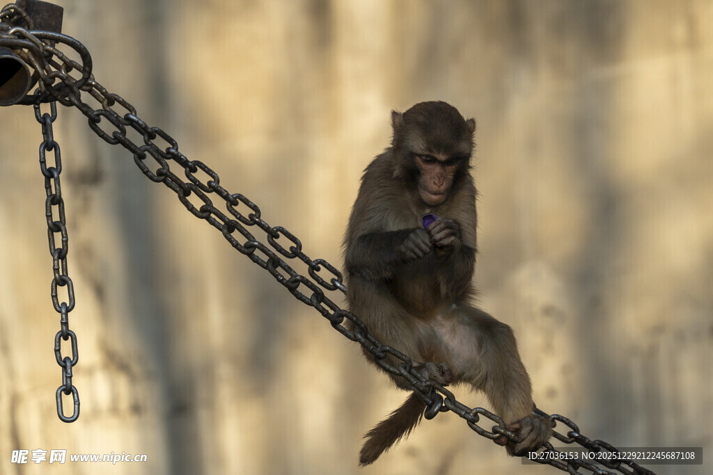 链条上的猴子