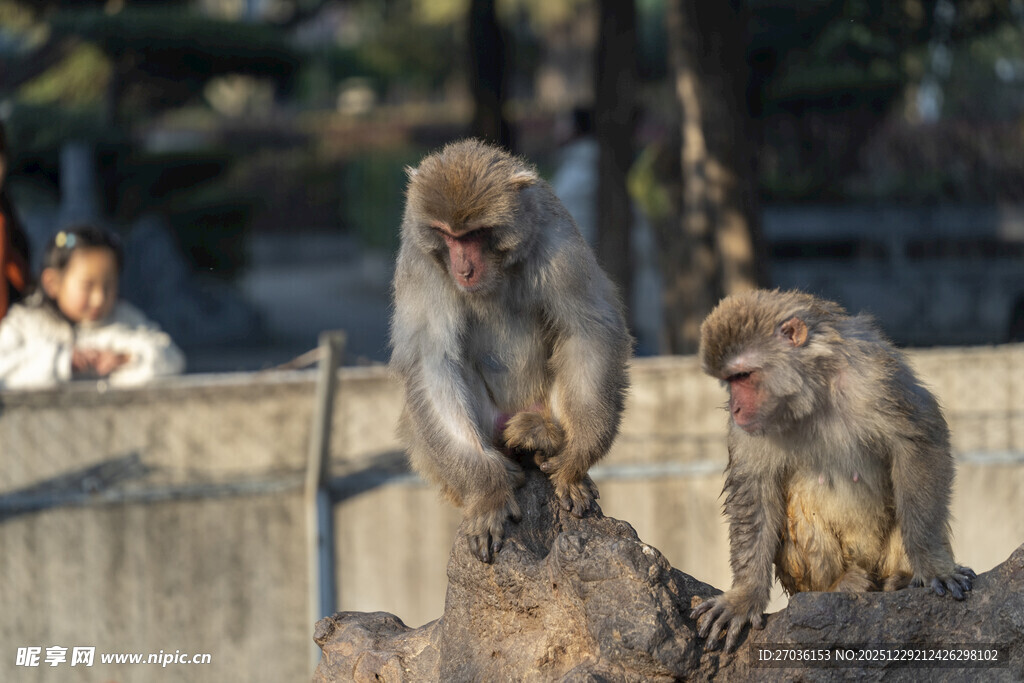 动物园里的两只猴子