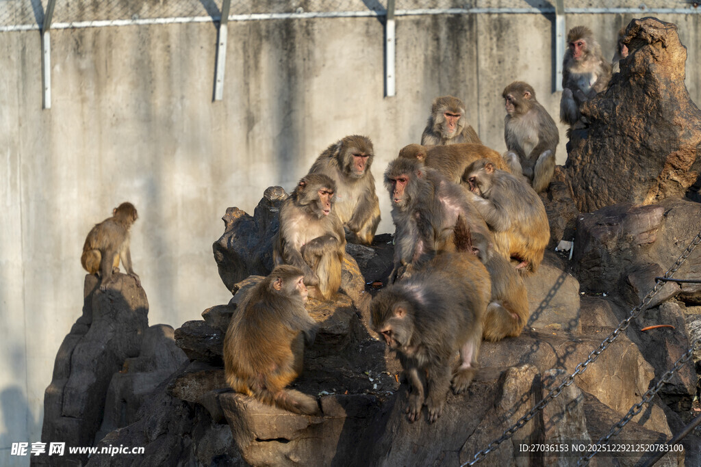 一群猴子聚集在岩石上