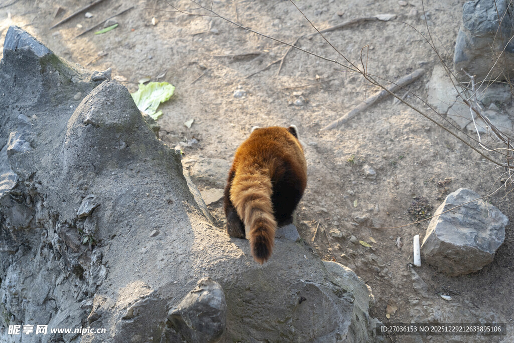 小熊猫漫步于岩石间