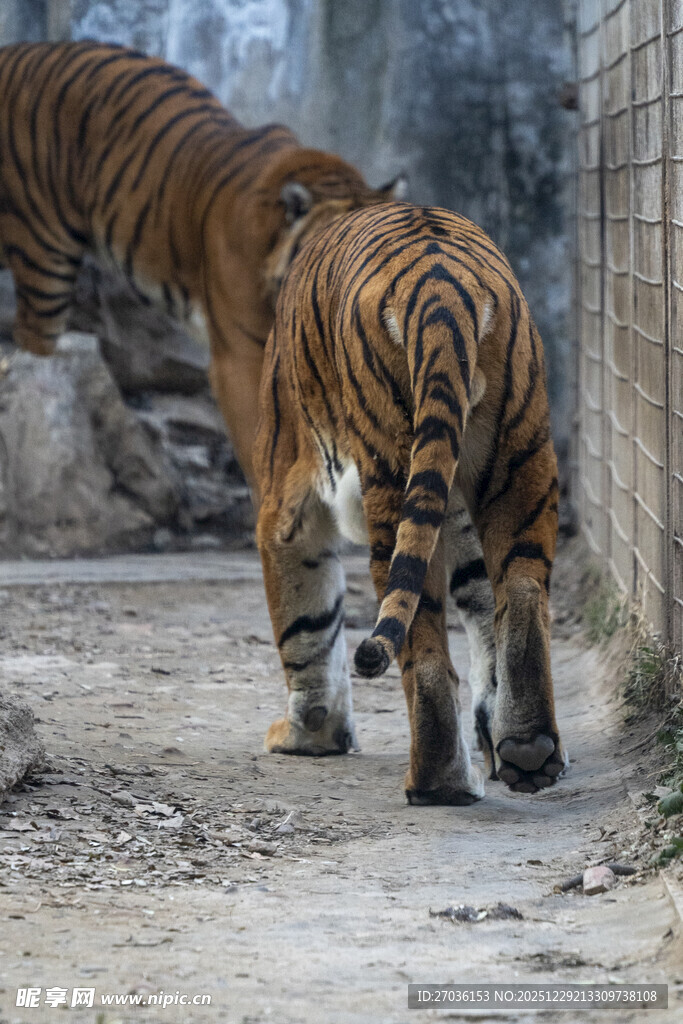 两只老虎低头嗅地