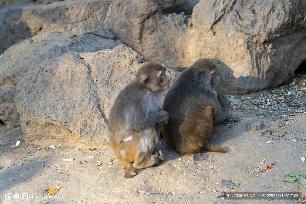 岩石旁的两只猴子