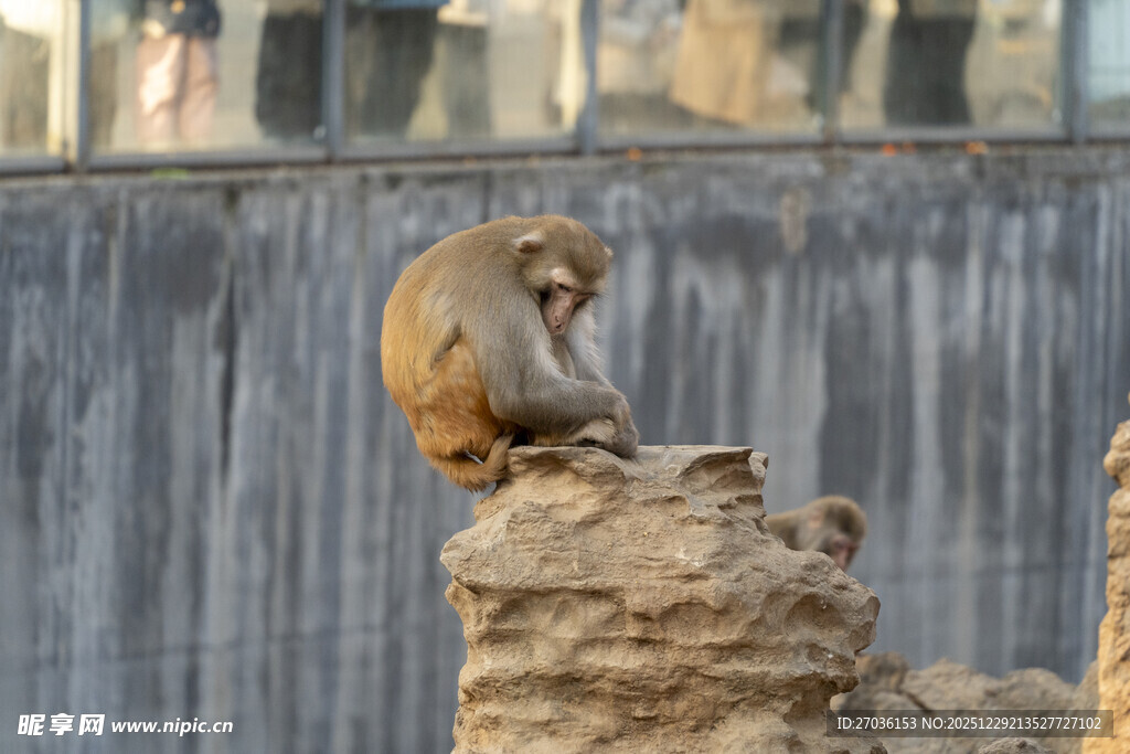石上坐立的猴子