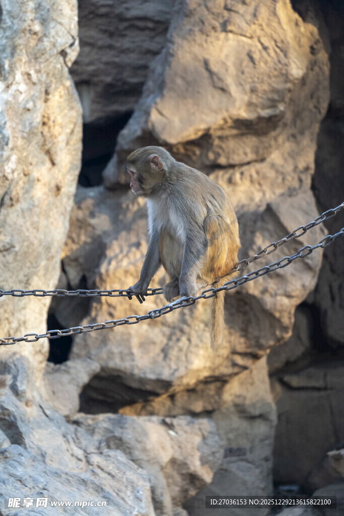 猴子在岩石间走绳索
