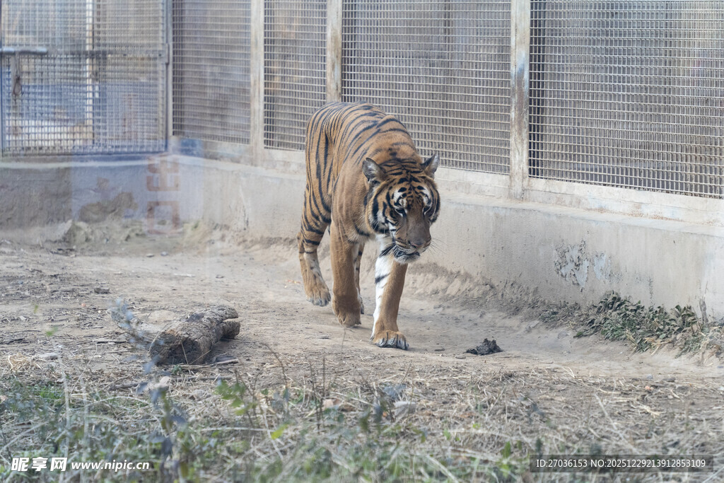 笼中行走的老虎