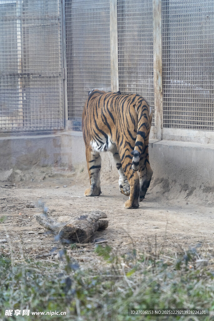 动物园中低头嗅地的老虎