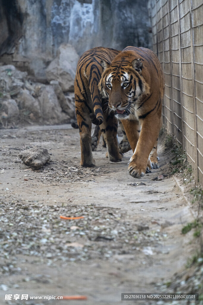 两只老虎在墙边行走