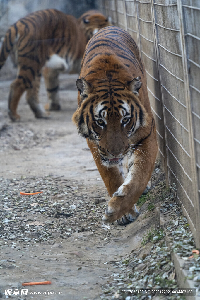 两只老虎在围栏边行走