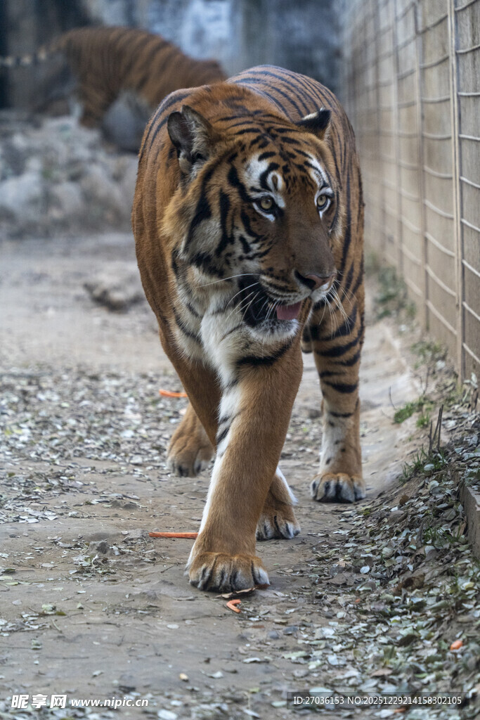 行走的斑斓猛虎