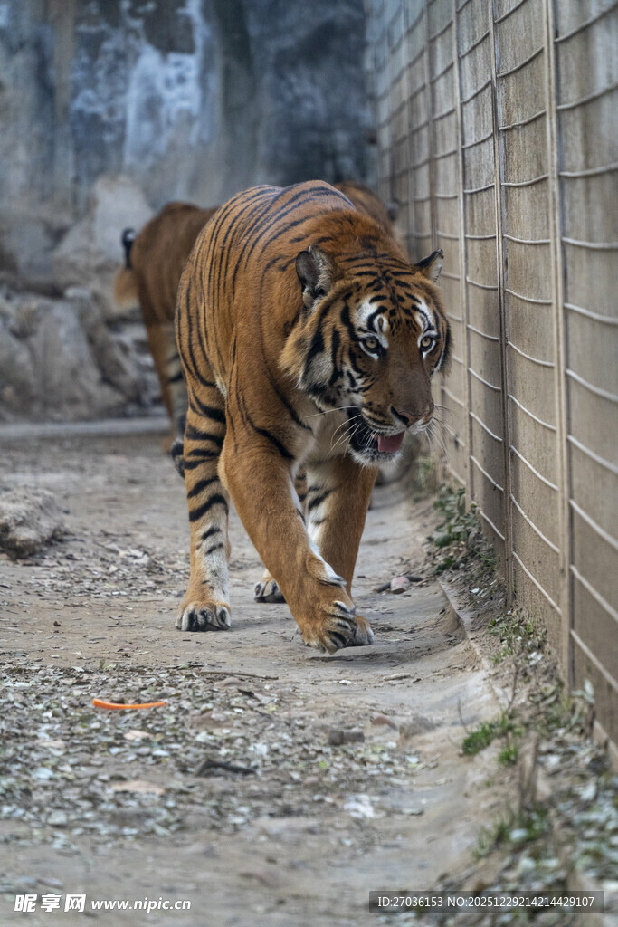 行走的斑斓猛虎