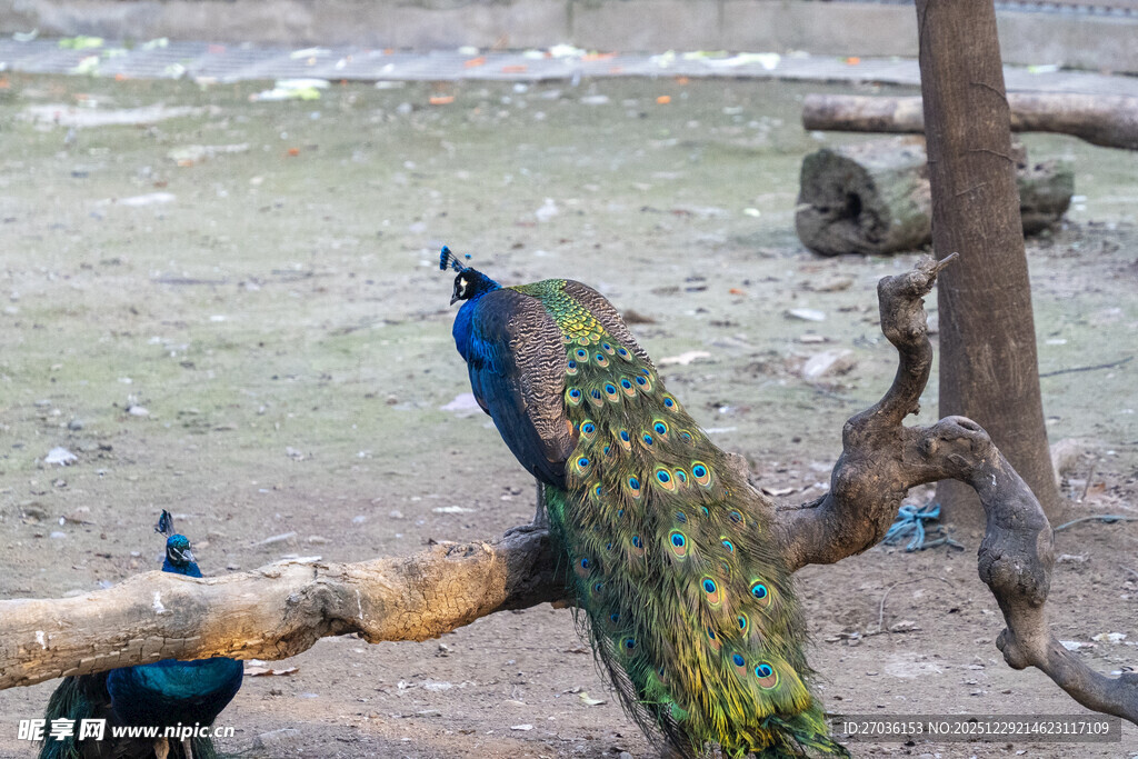 树枝上的美丽孔雀