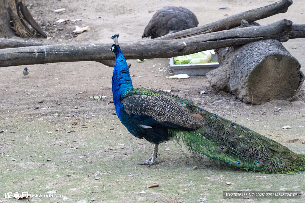 蓝孔雀立于林间