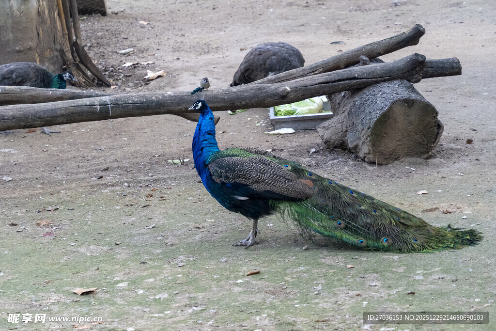 蓝孔雀于户外展示美丽羽毛