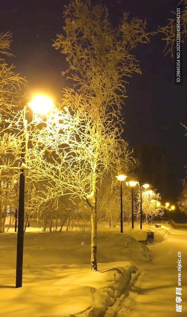 冬日夜景下的路灯与树木