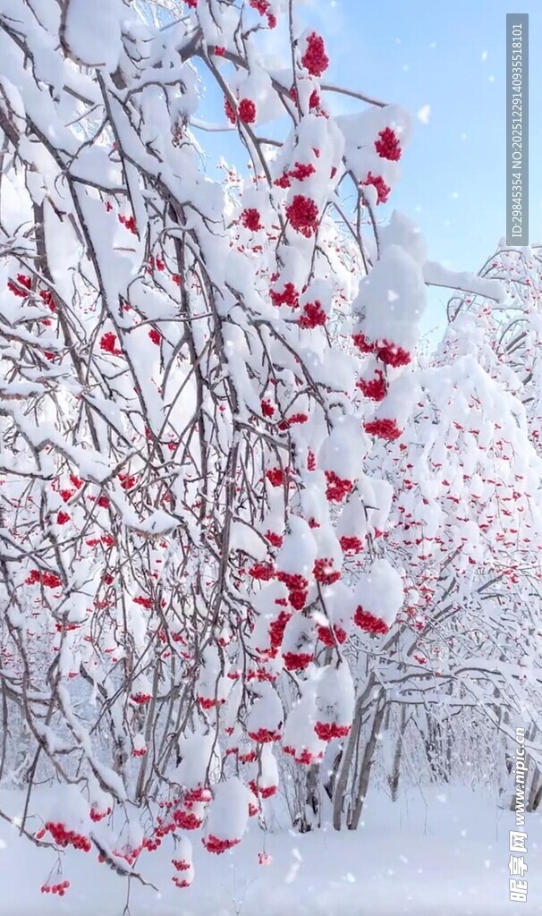 雪覆红果