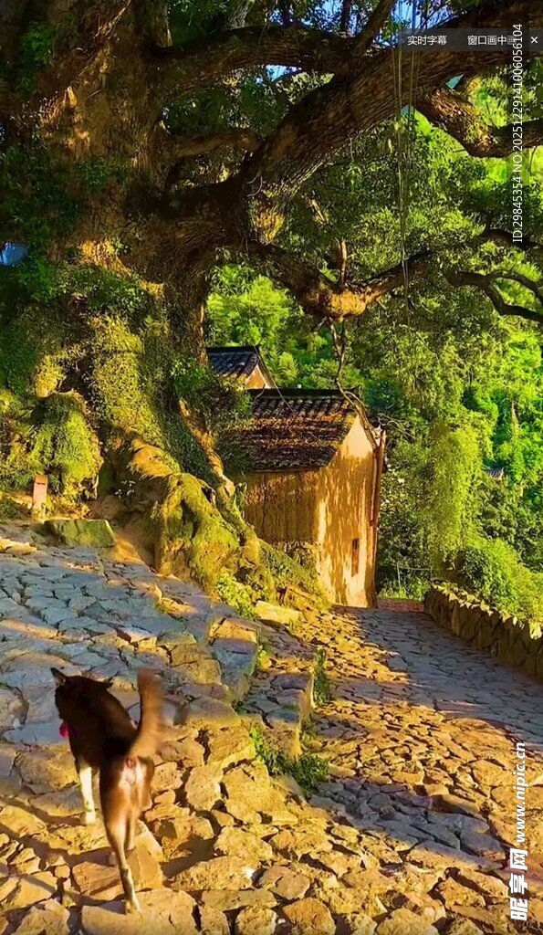 林间小道上的独行小狗